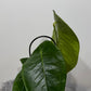 Anthurium peltigerum
