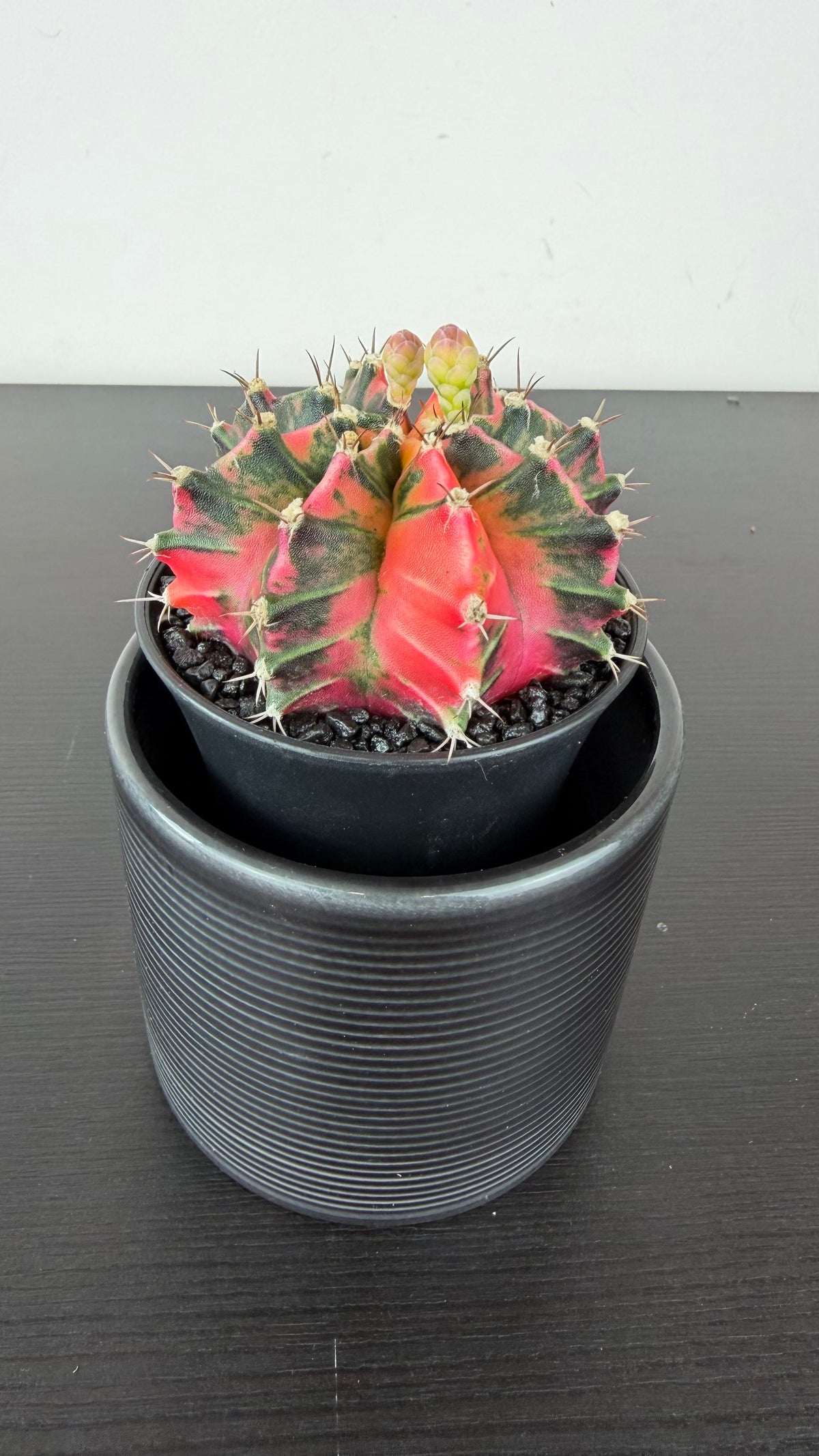 Gymnocalycium mihanovichii variegata