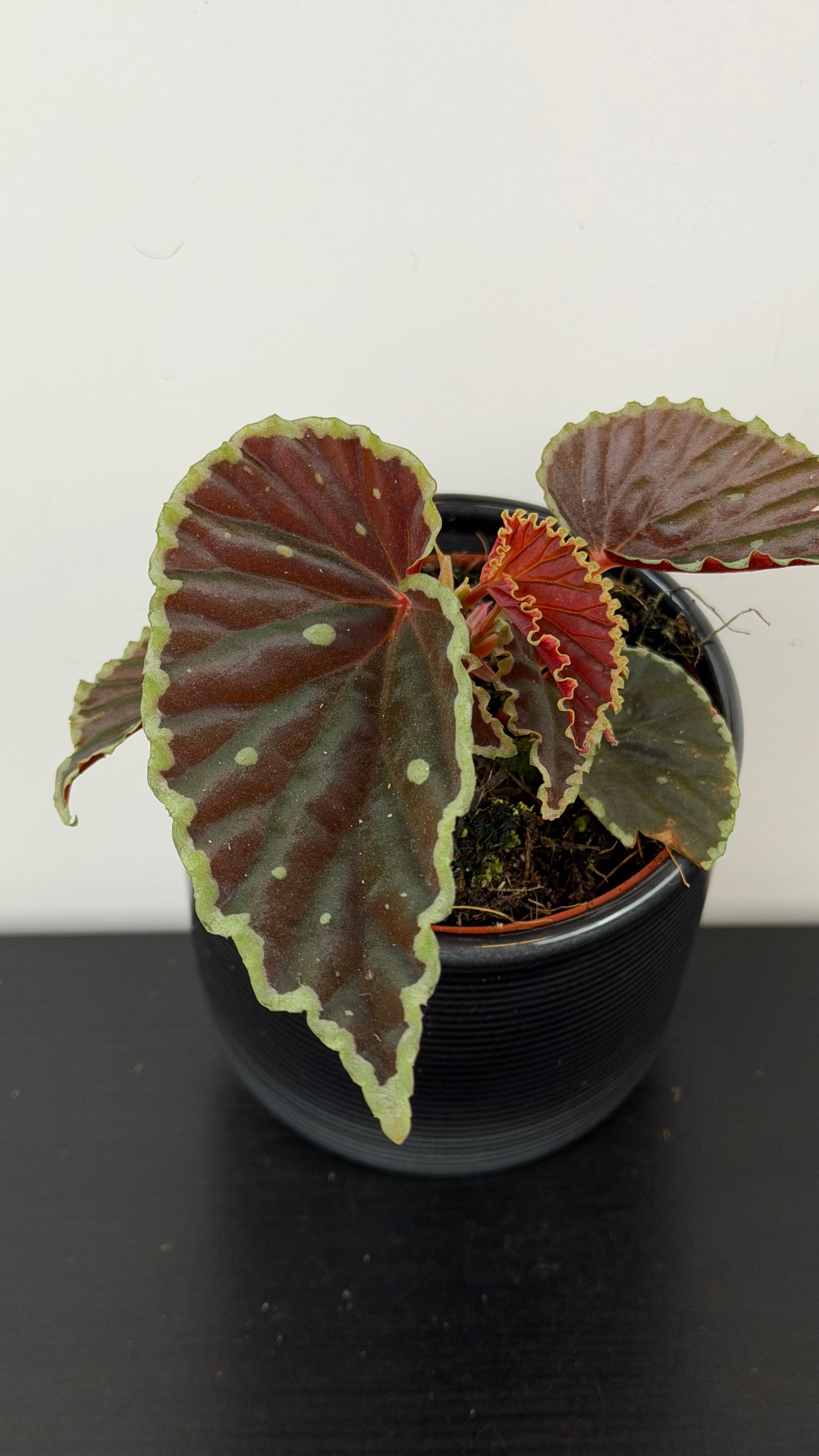 Begonia darthvaderiana Green Spots