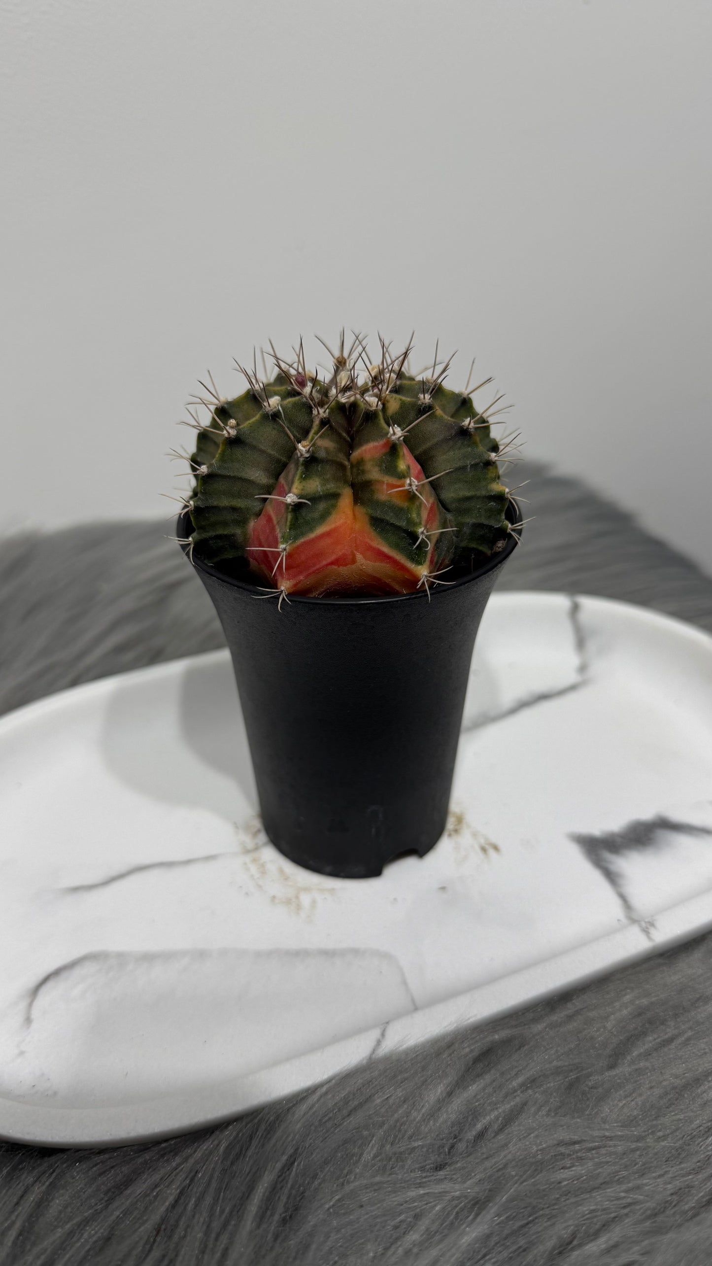 Gymnocalycium mihanovichii variegata