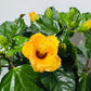 Hibiscus orange