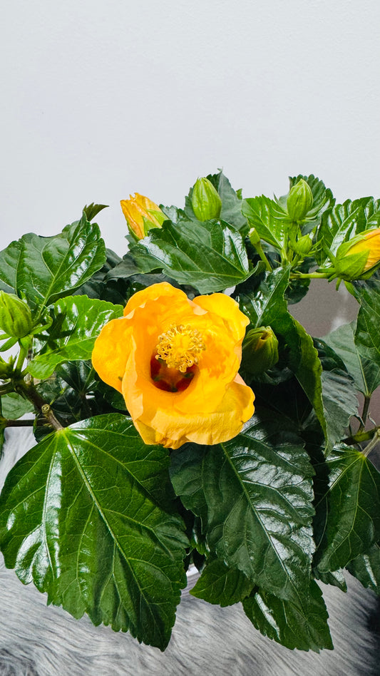Hibiscus orange