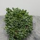 Senecio Herreianus - www.augi-plants.lv