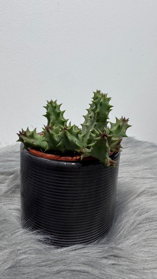 Stapelia 3