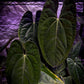 Anthurium papillilaminum
