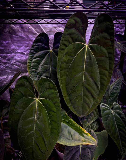 Anthurium papillilaminum