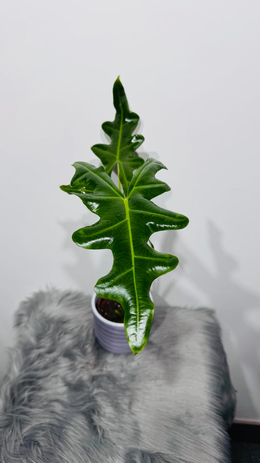 Alocasia portei