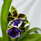 Orhideja Zygopetalum Louisendorf 3 SMARŽO!
