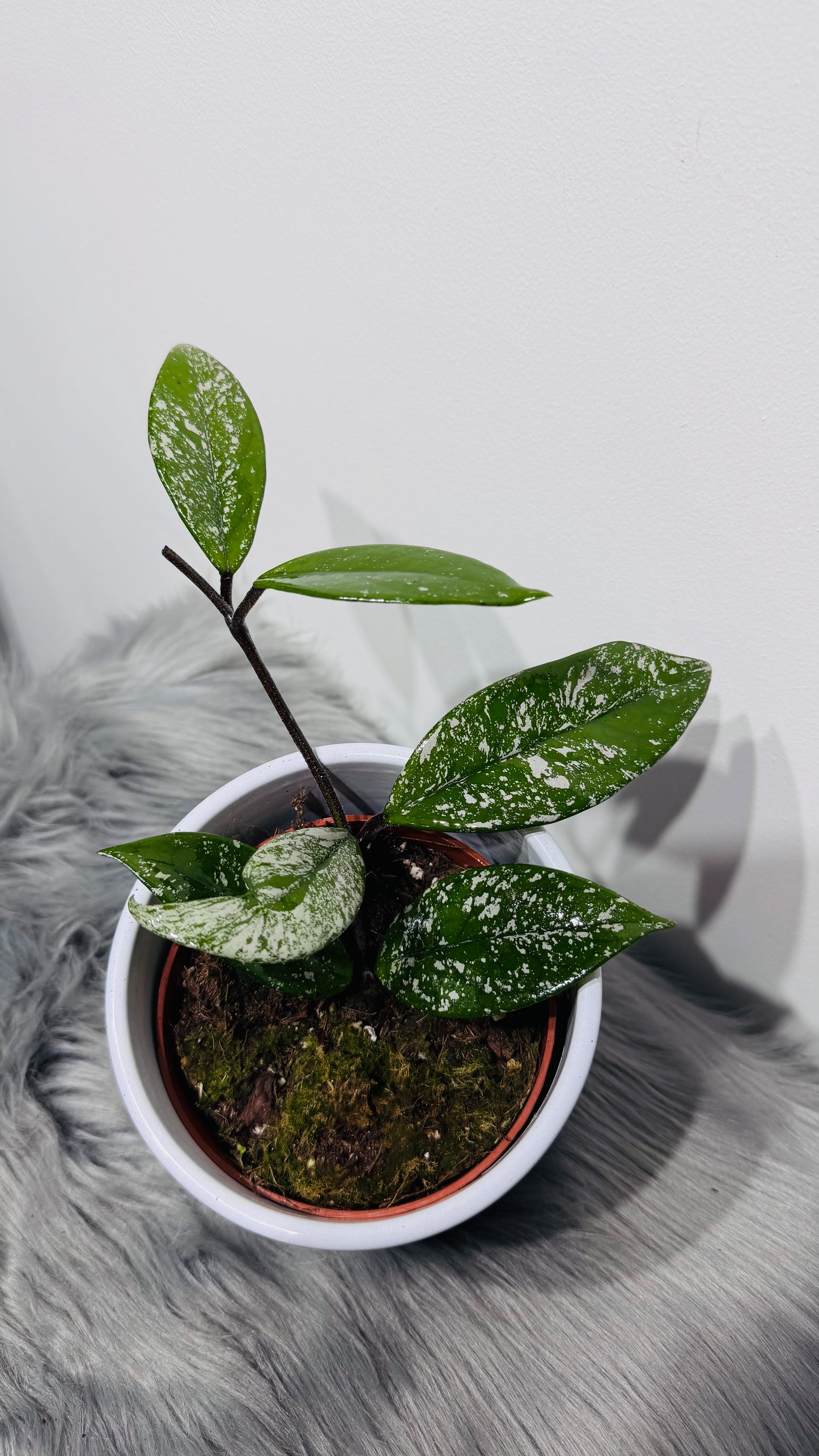 Hoya carnosa Stardust