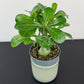 Adenium obesum Caudex