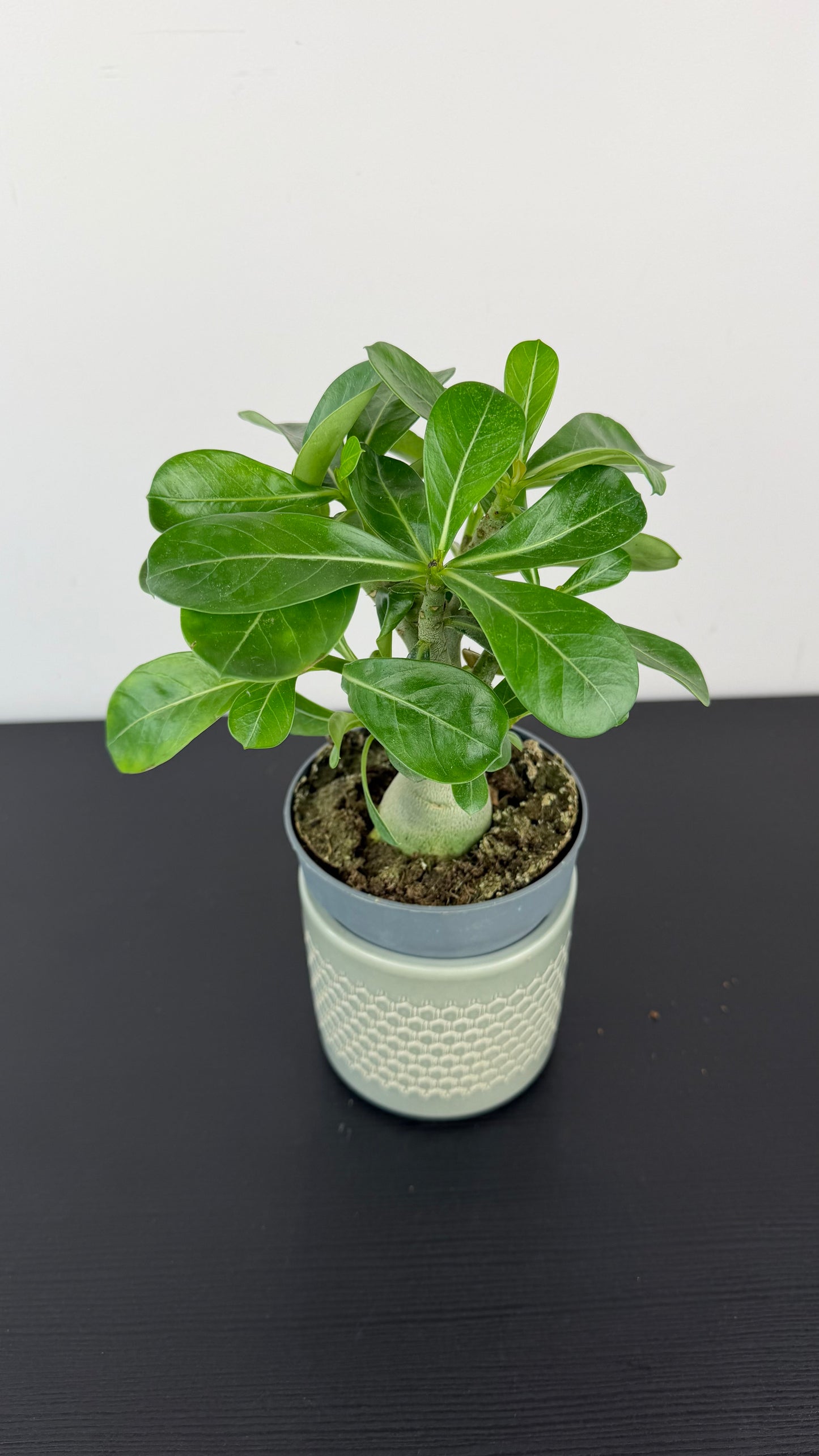 Adenium obesum Caudex