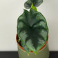 Alocasia Reversa