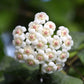 Hoya Rotundiflora