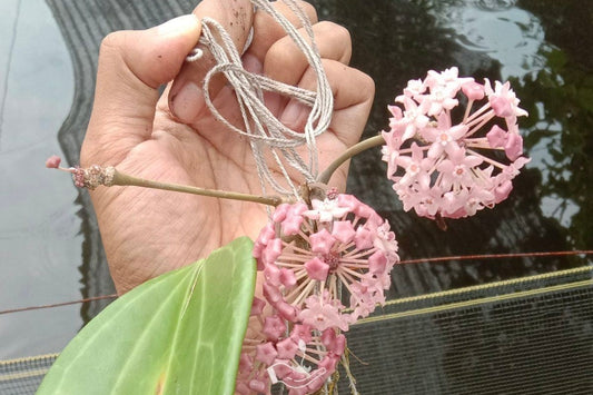 Hoya latifolia Green