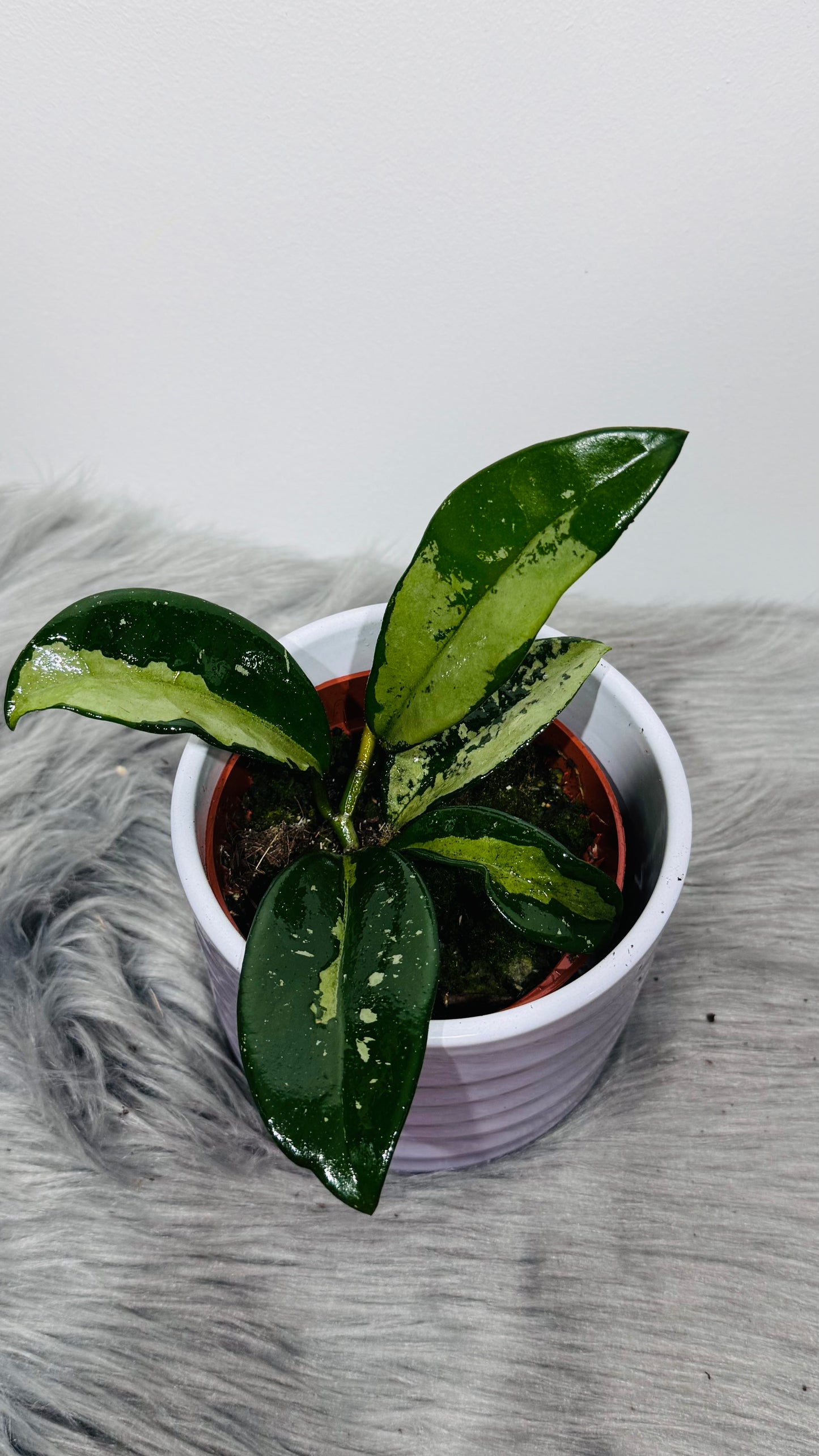 Hoya Silver Moon reverted