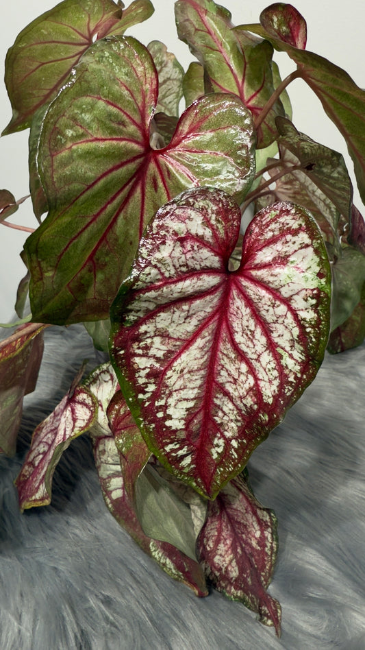 Caladium 5