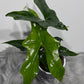 Alocasia nycteris Bat Wing