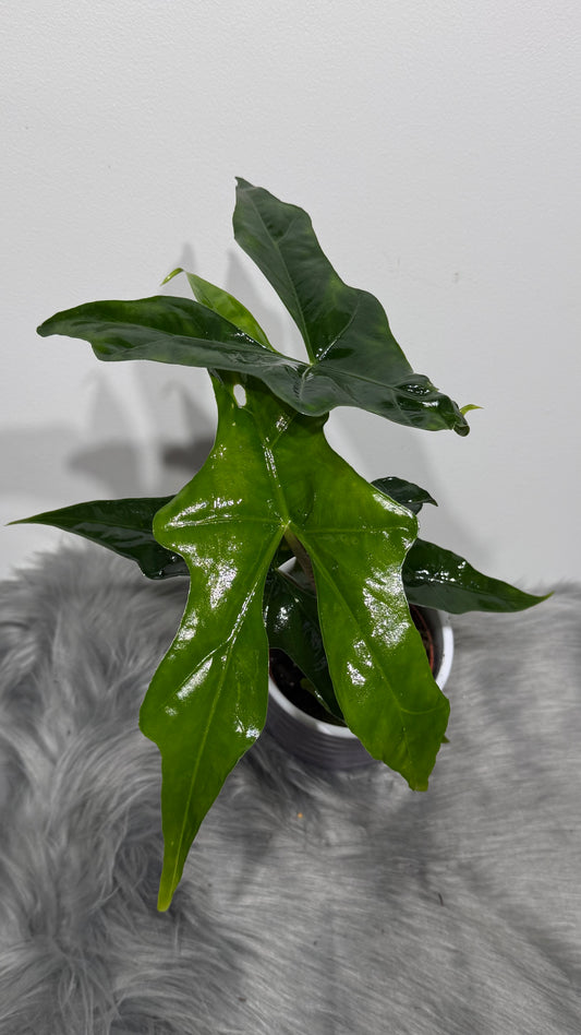 Alocasia nycteris Bat Wing