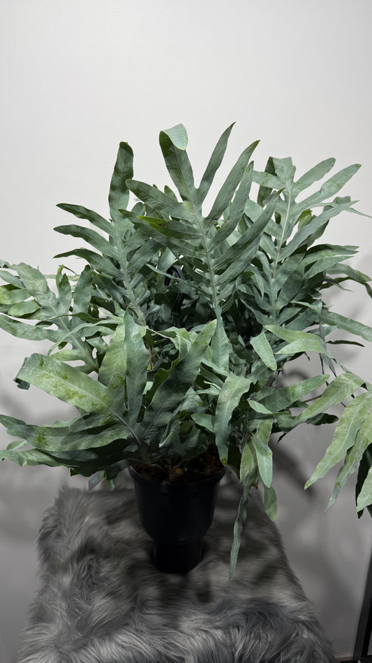 Phlebodium Blue Star