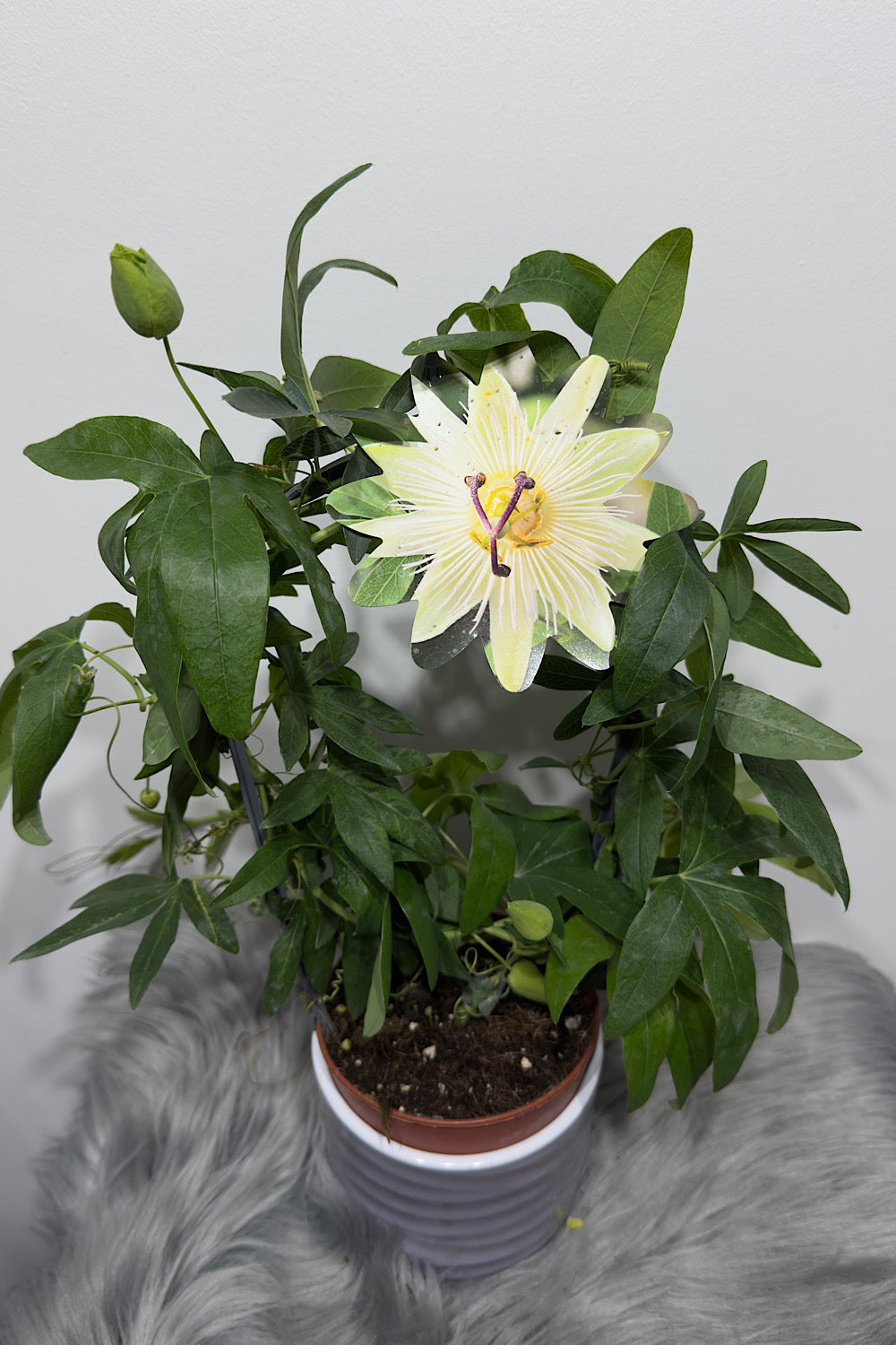 Passiflora 2 - www.augi-plants.lv