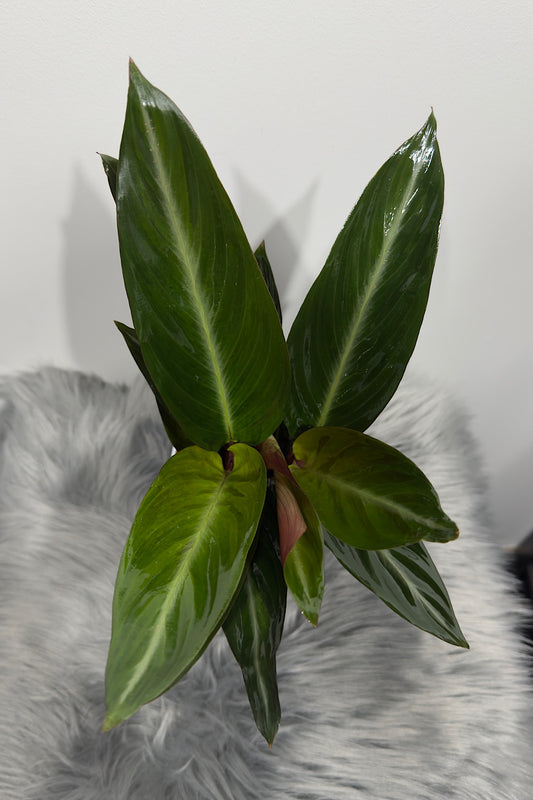 Calathea 5 - www.augi-plants.lv