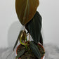 Philodendron gigas - www.augi-plants.lv