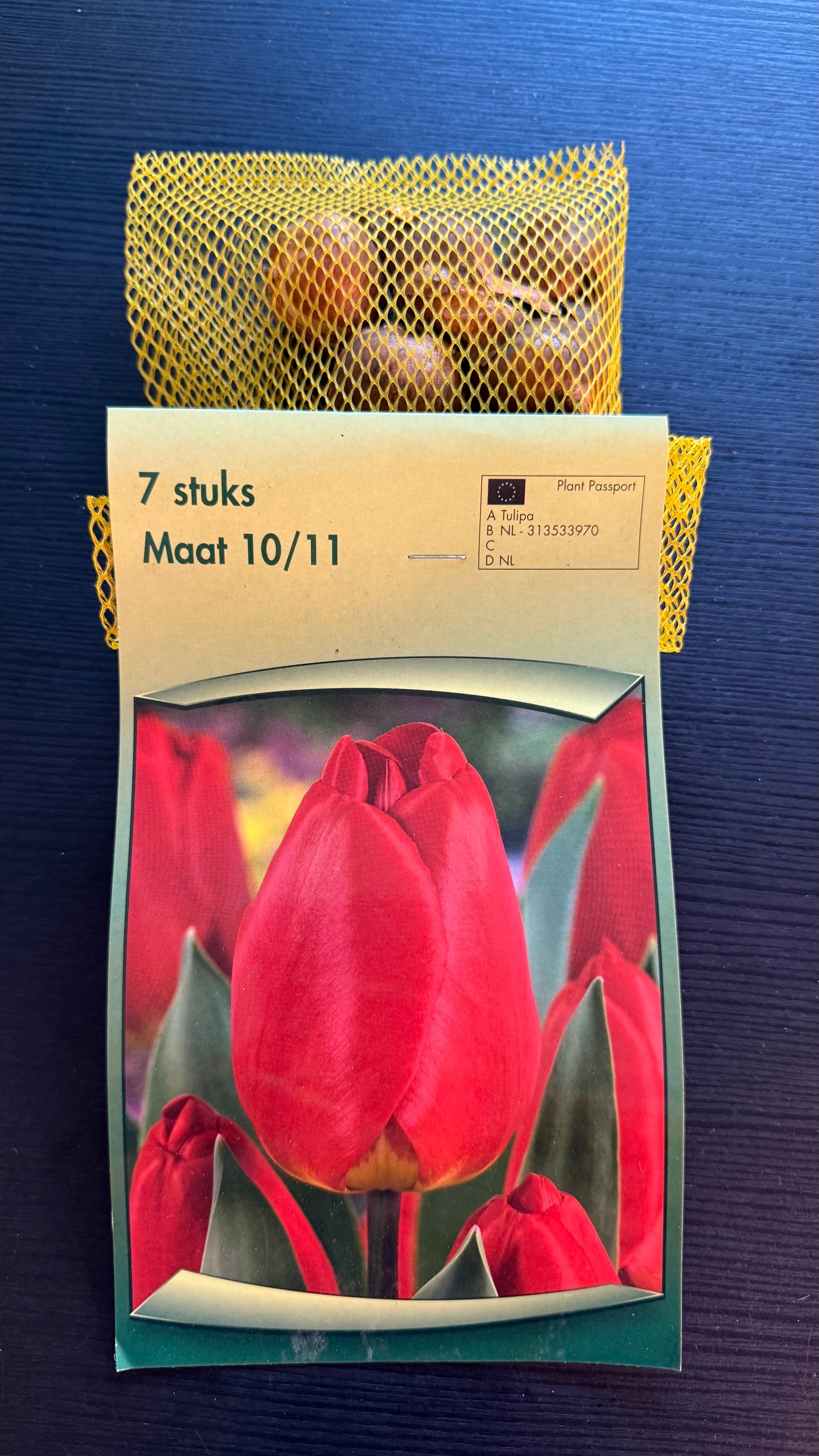 Tulpes 6