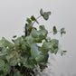 Eucalyptus Cinerea - www.augi-plants.lv