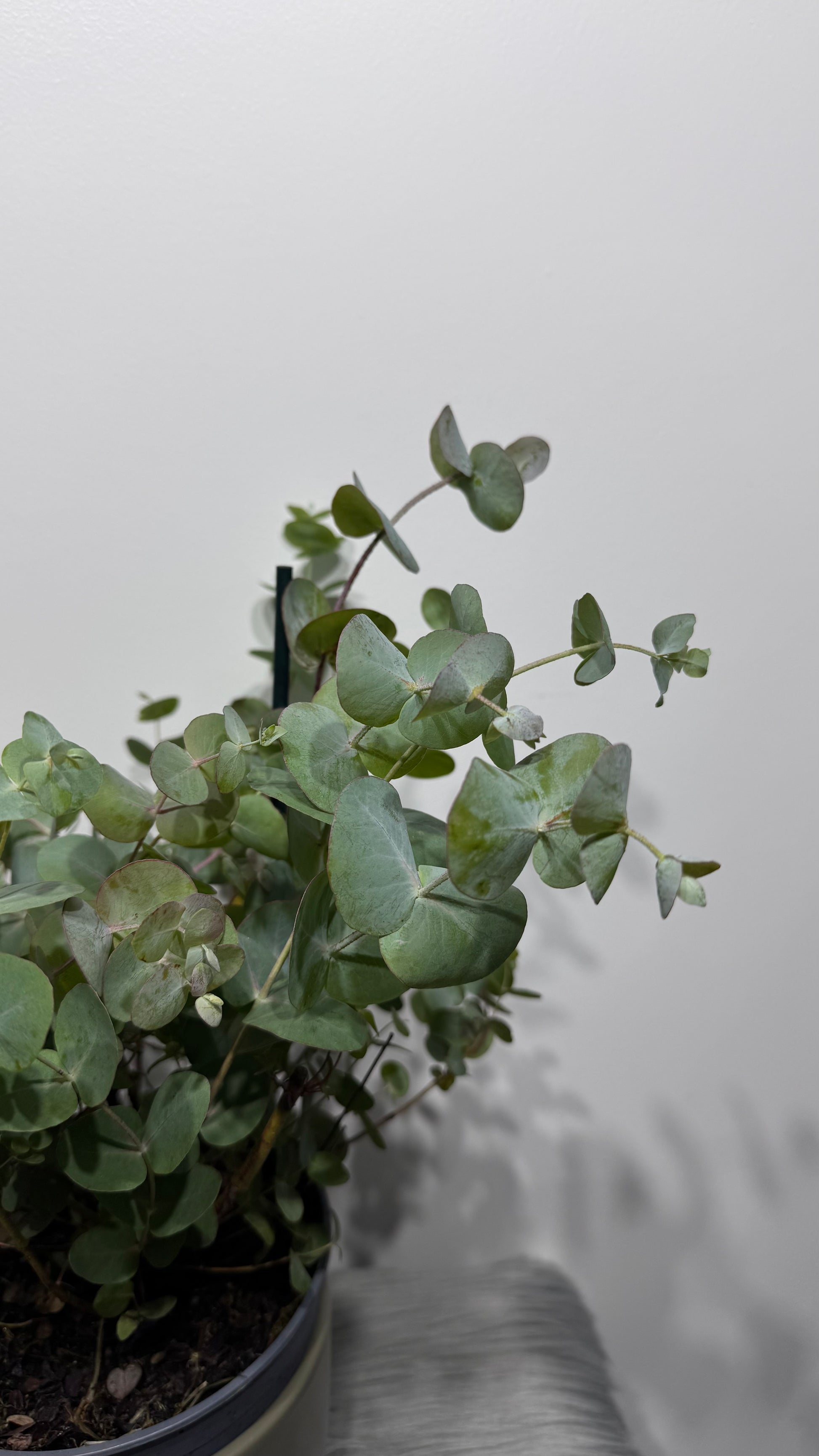 Eucalyptus Cinerea - www.augi-plants.lv