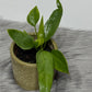 Anthurium vittariifolium