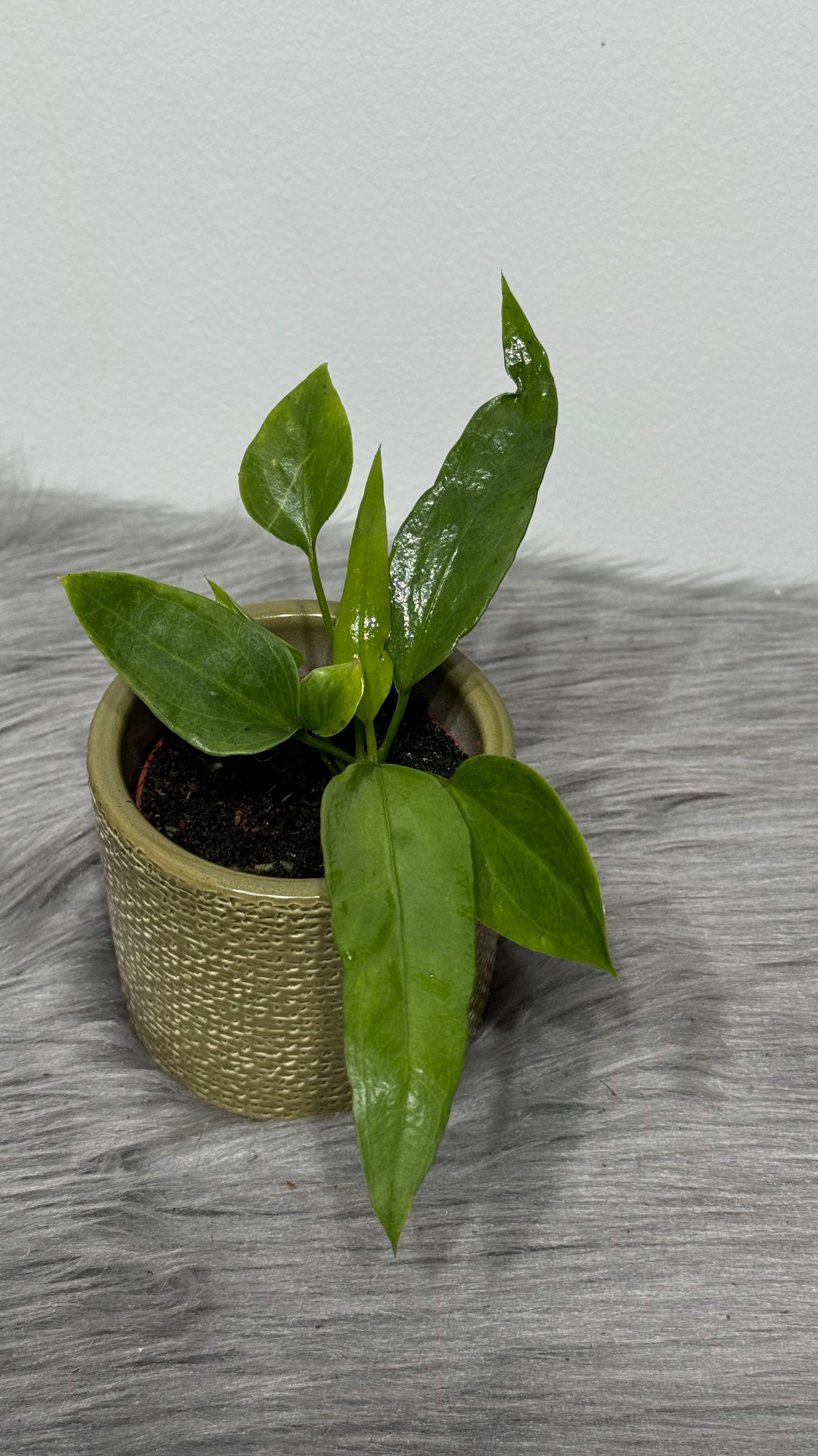 Anthurium vittariifolium