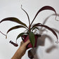 Mušķērājs Nepenthes Rebecca Soper - www.augi-plants.lv