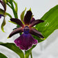 Orhideja Zygopetalum Louisendorf 4 SMARŽO!