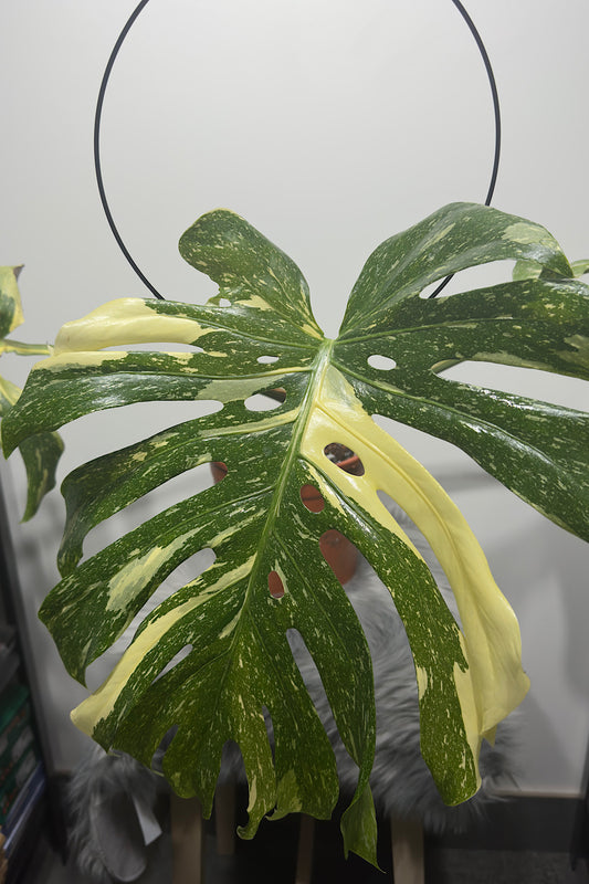 Monstera Thai Constellation 4 - www.augi-plants.lv