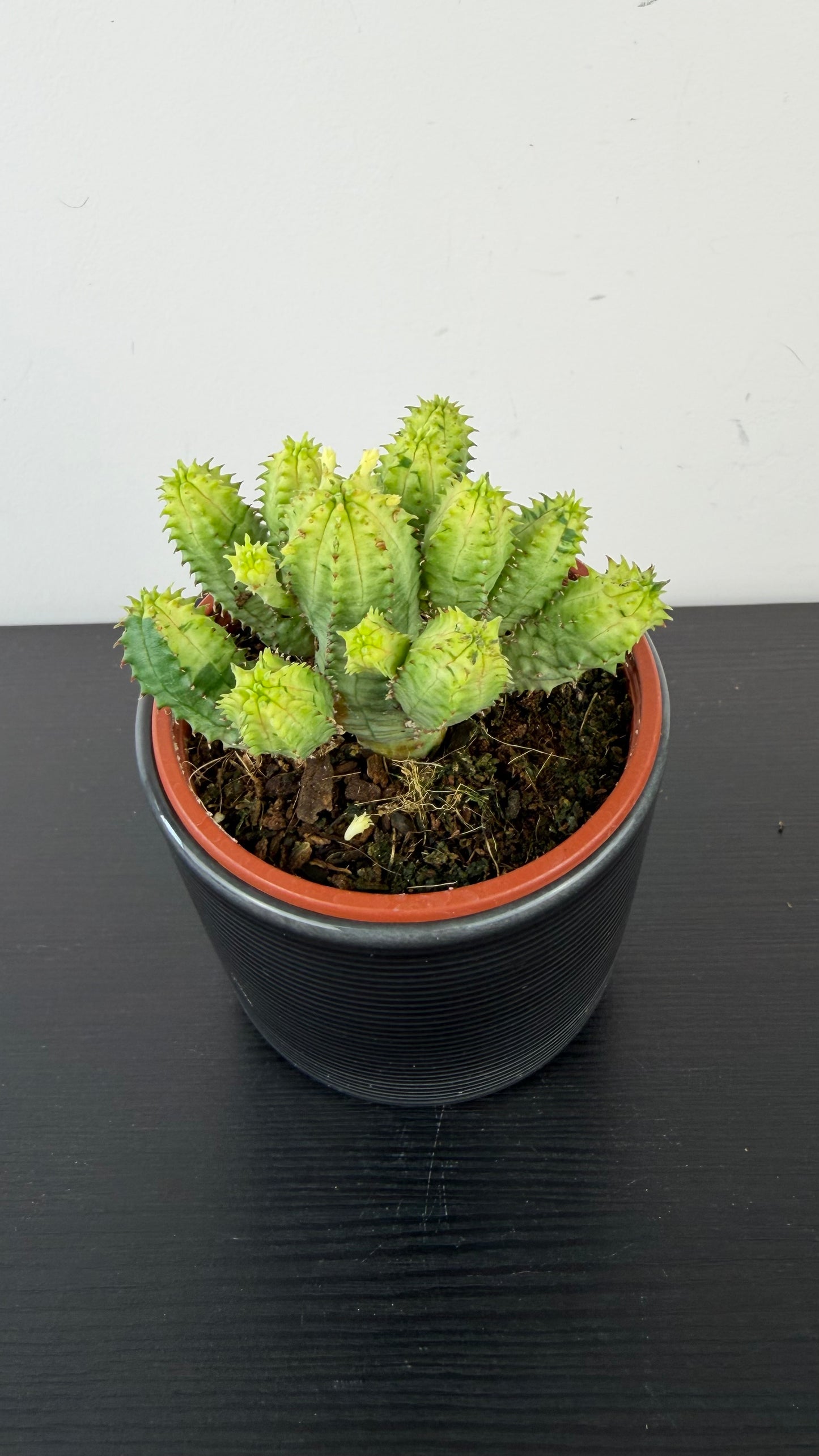 Euphorbia Pseudoglobosa Variegata