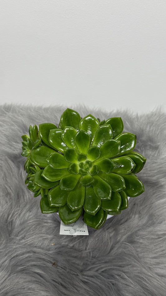 Echeveria 6