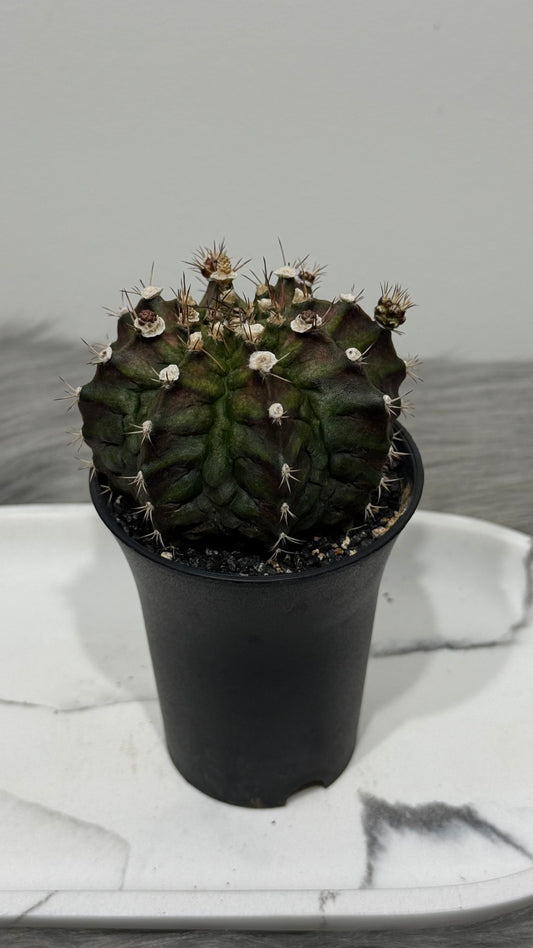 Cactus 2