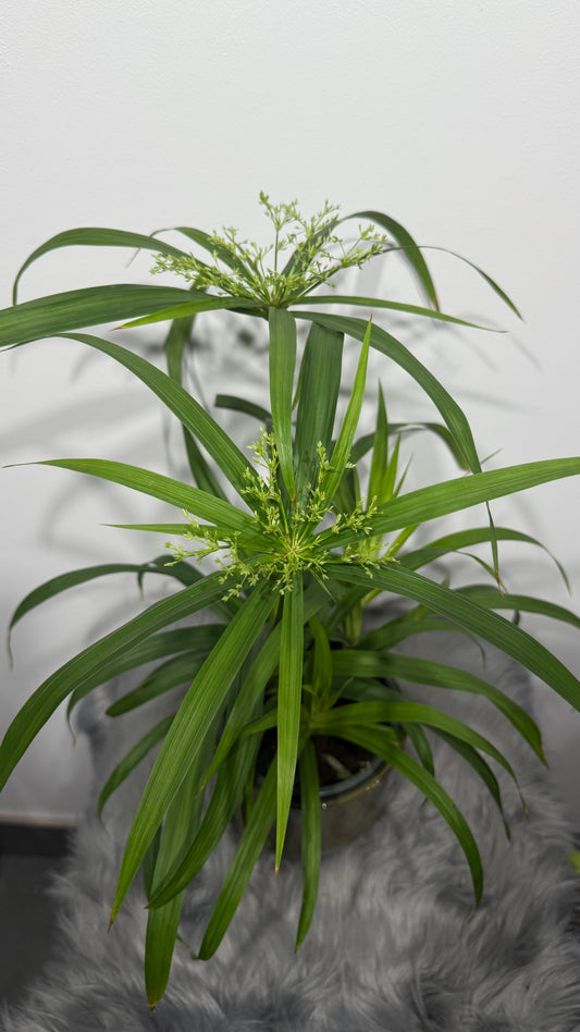 Cyperus