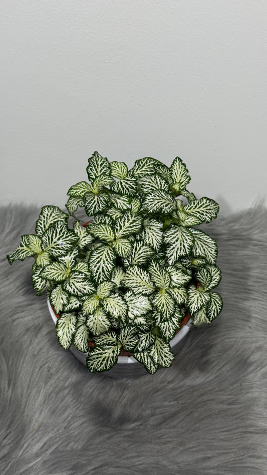 Fittonia 1