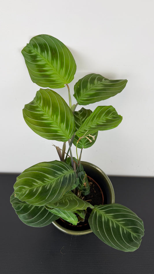Maranta Dark