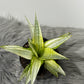Sansevieria Gabriella Crown