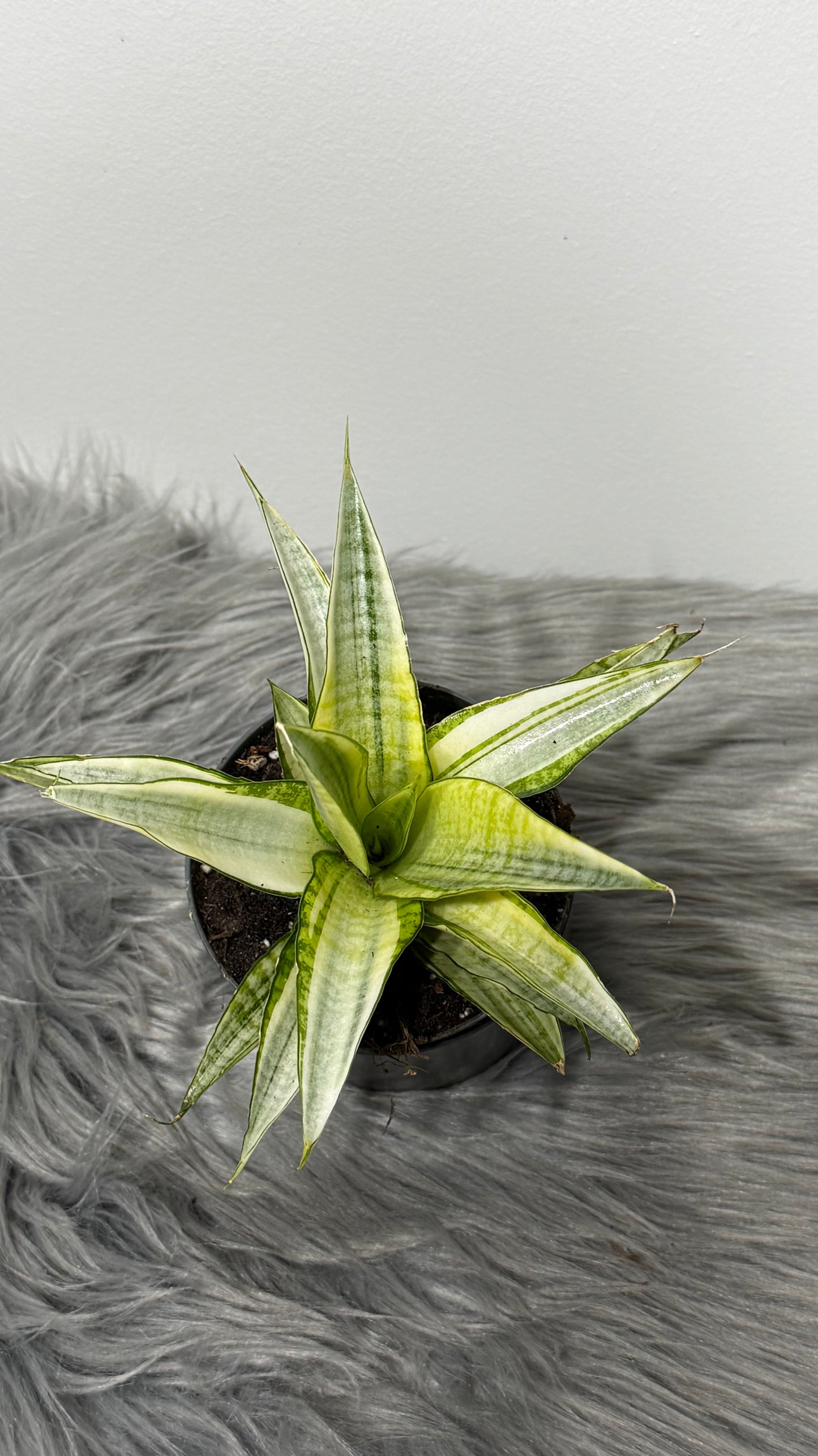 Sansevieria Gabriella Crown