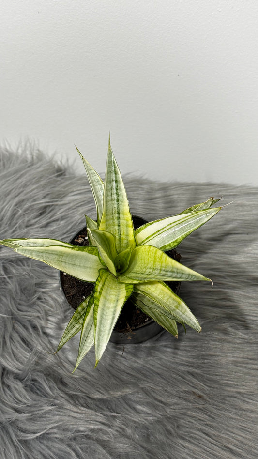 Sansevieria Gabriella Crown