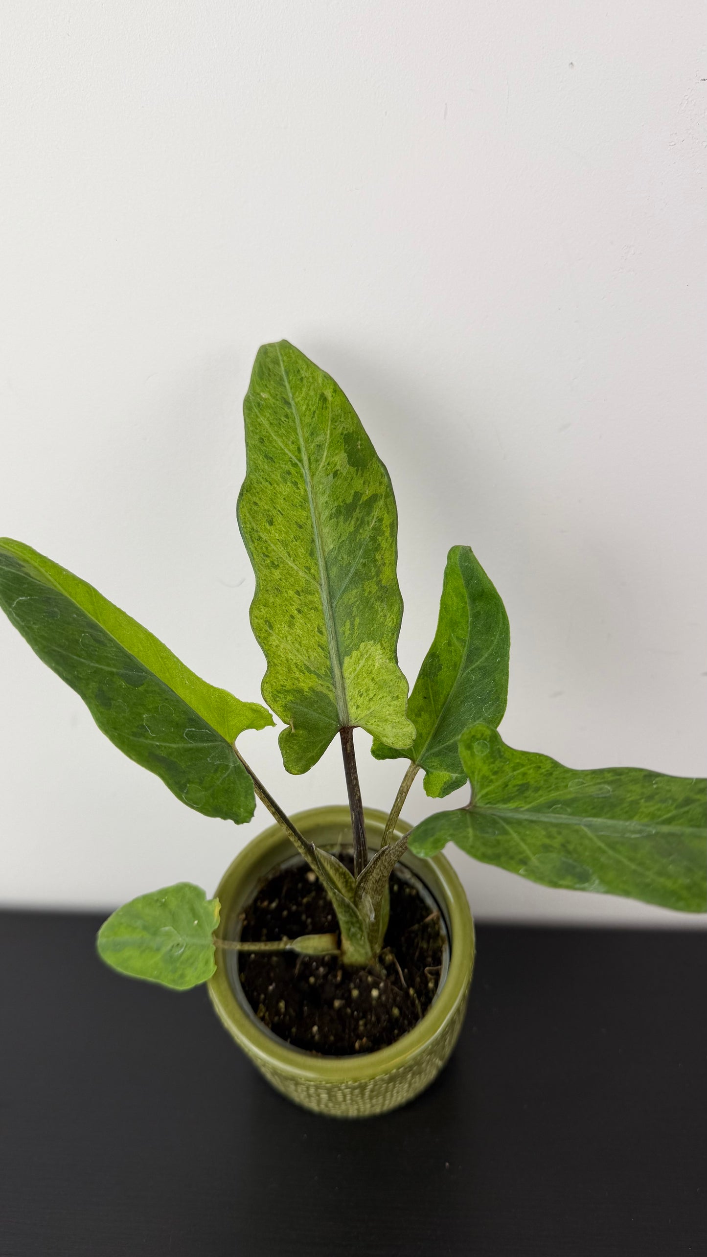 Alocasia lauterbachiana Variegata