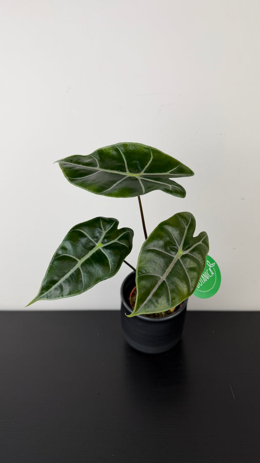 Alocasia Longiloba Purple