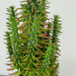 Austrocylindropuntia subulata