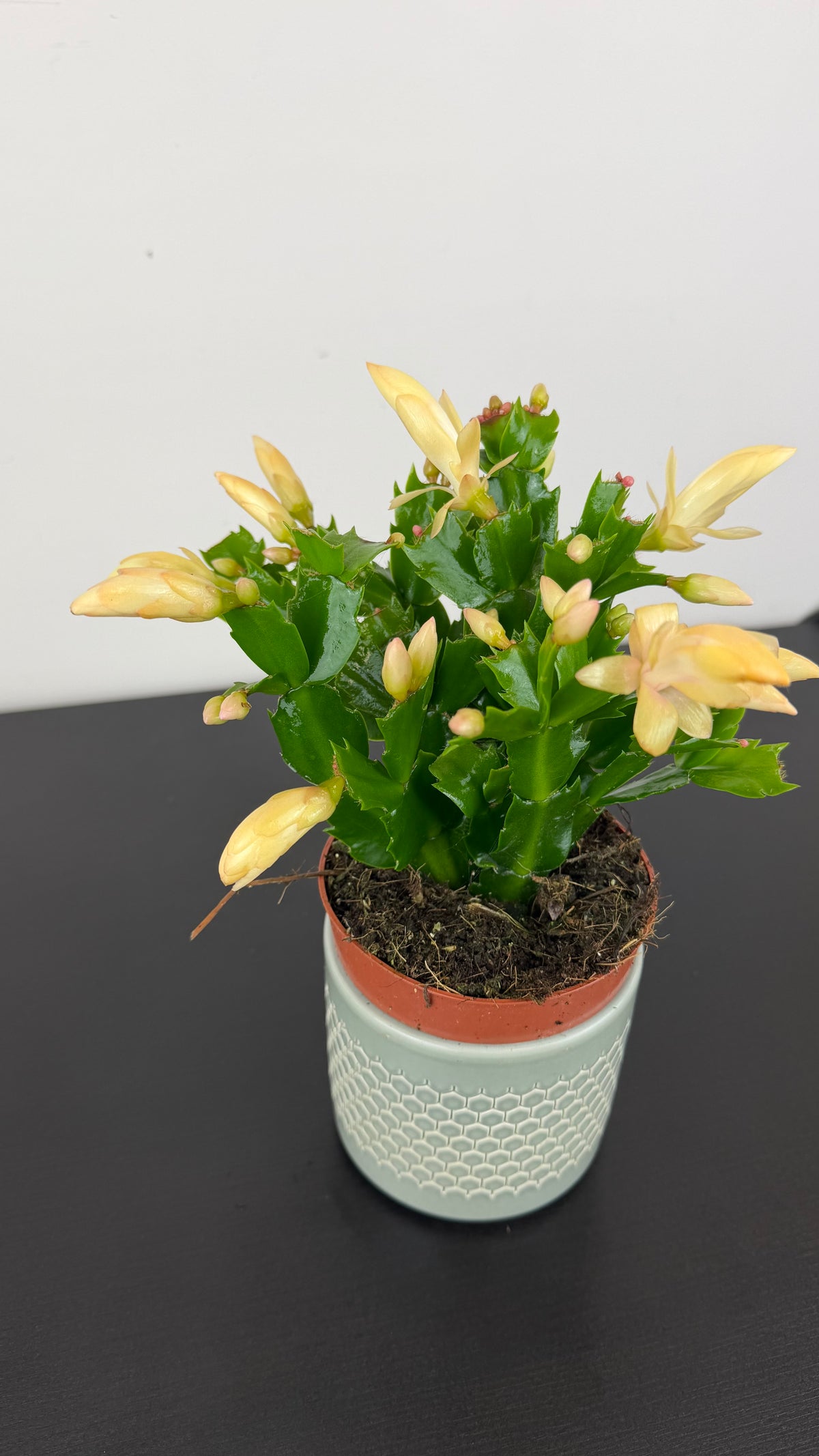 Schlumbergera Yellow