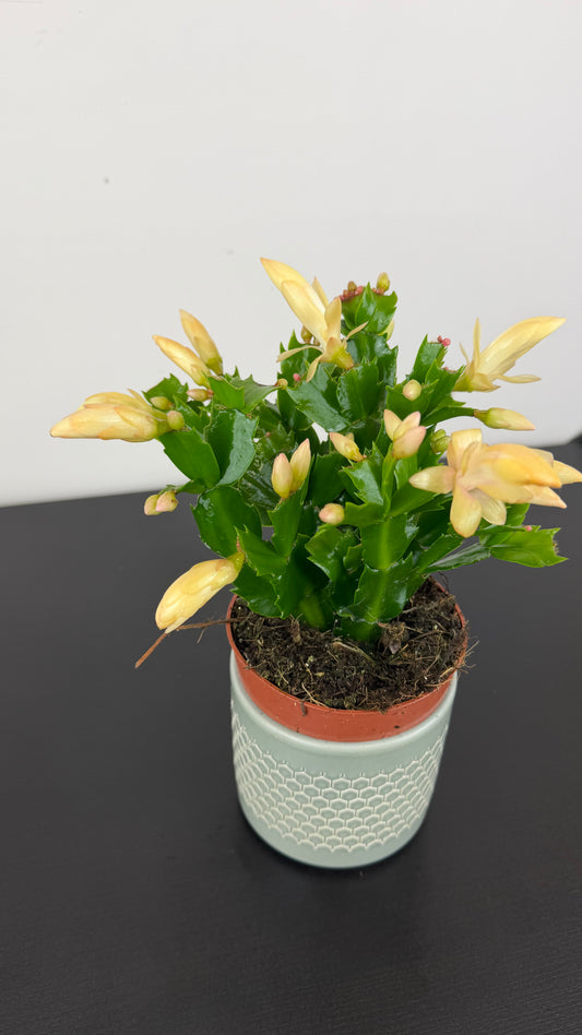 Schlumbergera Yellow