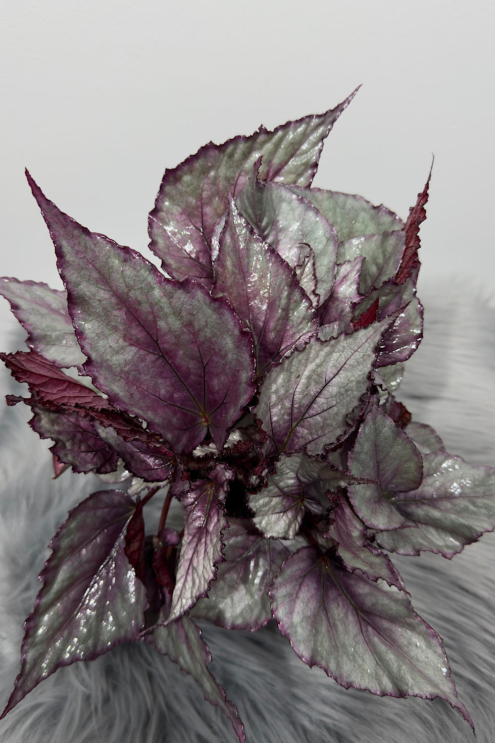 Begonia Beleaf 3 - www.augi-plants.lv