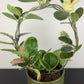 Hoya Australis Blondie